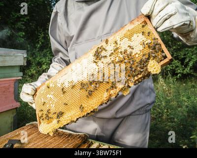 Apicoltore che rimuove il nido d'ape dall'alveare. Persona in costume da guardiano che prende miele dall'alveare. Coltivatore che indossa l'ape che lavora con nido d'ape in apiary. Foto Stock