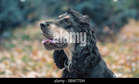 Ritratto di un cagnolino americano nero e marrone, spaniel, in un parco autunnale Foto Stock