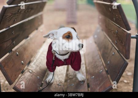 Lieber Jack Russell Terrier draussen. Portraet eines kleinen Hundes Foto Stock