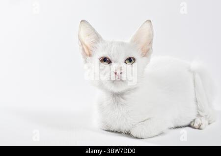 Gatto bianco isolato alto che guarda in alto sullo sfondo bianco Foto Stock