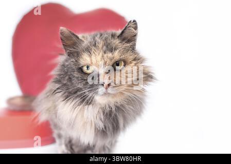 Buon san valentino, il morbido gatto tricolore guarda nella fotocamera con palloncino rosso a forma di cuore su sfondo bianco Foto Stock