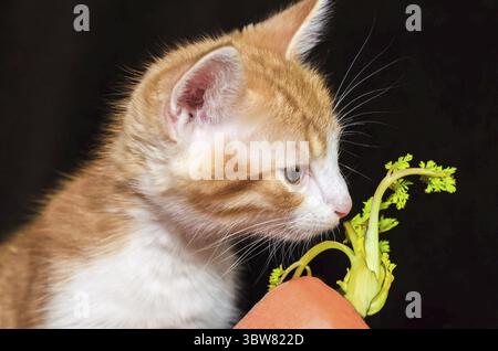 Il piccolo gattino a righe rosse puzza di carota arancione brillante con una parte superiore verde Foto Stock