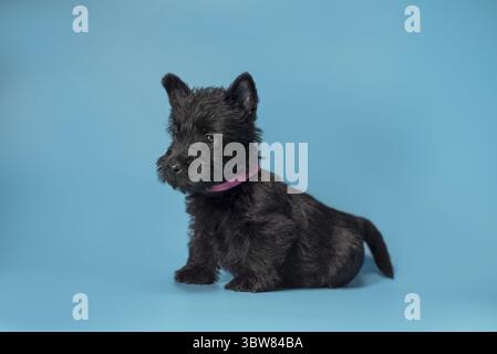Cucciolo nero scotch terrier seduto su uno sfondo azzurro Foto Stock