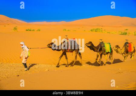 Treno a cammello sulle dune di Erg Chebbi nel deserto del Sahara, Merzouga, Errachidia, Marocco Foto Stock