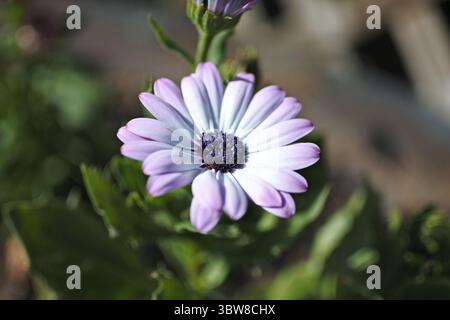 African Daisy in a Pot Foto Stock