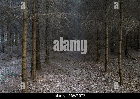 Fitti abeti secchi in una foresta. Scena grigia morbida, luce ambientale naturale scarsa, grandangolo, nessuna persona Foto Stock