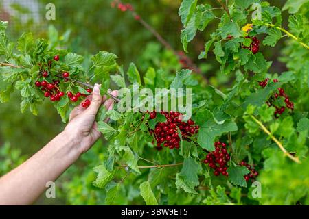 Raccogliere a mano i ribes rossi maturi da Bush. Primo piano di una mano che raccoglie delicatamente ammassi di ribes rosso maturo da un verde cespuglio in estate Foto Stock