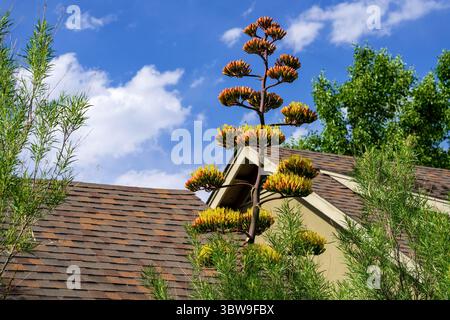 Una pianta di avardiana di Agave, conosciuta come Harvard's Century Plant, che cresce alta e inizia a fiorire quando raggiunge il tetto in estate. Foto Stock