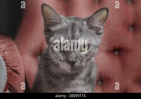 Tabby gatto adulta arrabbiato su uno sfondo di poltrona rossa Foto Stock