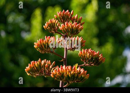 Agave havardiana o Harvard's Century Plant nel suo primo stadio in erba, con molti boccioli tubolari di colore rosato su uno sfondo verde naturale. Foto Stock