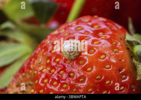Macro foto di piccola lumaca sulla cima di rosso appetitoso fragola Foto Stock