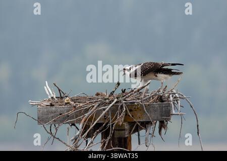 18 settembre 2020, Grand Teton National Park, Wyoming, Stati Uniti: Un giovane falco pescatore su un nido in attesa che sua madre porti un pesce. Buffalo Valley, Grand Teton National Park, Wyoming, Stati Uniti. (Immagine di credito: © Jon G. Fuller/VW Pics tramite filo ZUMA) Foto Stock