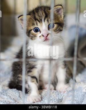 Un piccolo gattino dagli occhi blu di un colore tabby guarda di sorpresa dalla gabbia Foto Stock