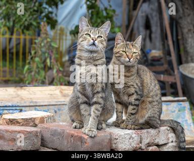Due gatti randagi seduti su mattoni all'aperto Foto Stock