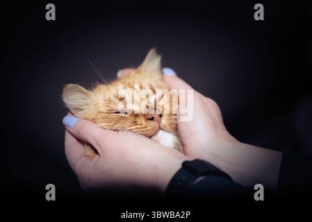 Muso di gatto rosso adulto nelle mani femminili con manicure blu su sfondo scuro Foto Stock