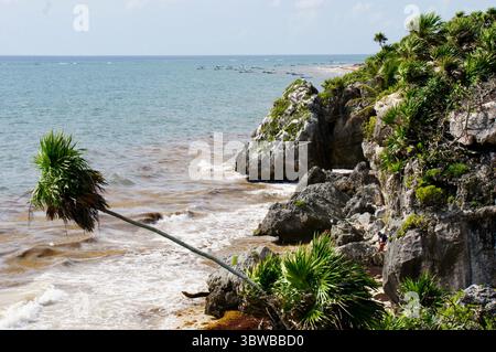 Scogliere caraibiche e palme pendenti sulla costa di Tulum, Messico Foto Stock