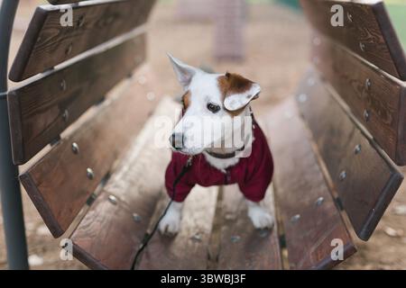 Lieber Jack Russell Terrier draussen. Portraet eines kleinen Hundes Foto Stock