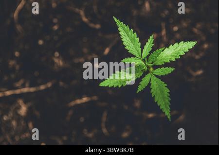 Giovani Marijuana sul marrone scuro dello sfondo di terra con le foglie di cannabis. La coltivazione outdoor. Erbe medicali e piante di farmaco il concetto di medicina. Pianta crescente Foto Stock