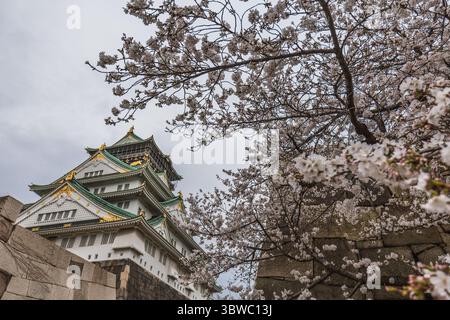 Castello di Osaka in Giappone durante la stagione della fioritura dei ciliegi. Il maestoso castello sorge alto, incorniciato dai delicati fiori rosa e bianco del ciliegio Foto Stock