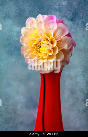 Pink White Dahlia in Tall Red Vase Stil Life Foto Stock