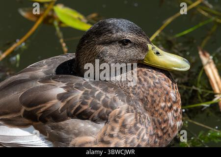 Villers-lès-Nancy, Francia - Vista di un Mallard femminile seduto su una parete bassa ai margini di un corpo d'acqua nel Giardino Botanico Jean-Marie Pelt. Foto Stock