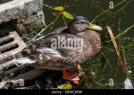 Villers-lès-Nancy, Francia - Vista di un Mallard femminile seduto su una parete bassa ai margini di un corpo d'acqua nel Giardino Botanico Jean-Marie Pelt. Foto Stock
