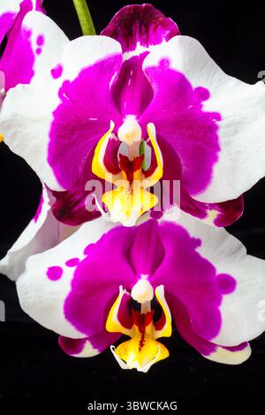 Orchidee viola e bianche chiudono la natura morta Foto Stock