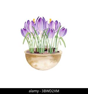 I fiori primaverili in vaso di ceramica, i crochi di colore azzurro e lilla disegnati a mano crescono in vaso di argilla, la primavera e la Pasqua illustrano il bouquet viola e l'avidità Foto Stock