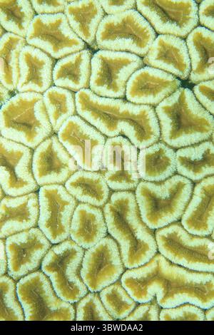 Primo piano di una consistenza corallina dura dai toni gialli dal fondo del mare. Foto Stock