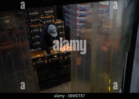 Mexiko Stadt, Messico. 15 luglio 2025. Un lavoratore smista pomodori messicani nei magazzini del mercato all'ingrosso. I nuovi dazi statunitensi all'importazione del 17,09% sui pomodori freschi provenienti dal Messico e la speculazione sui prezzi stanno causando incertezza tra i commercianti messicani. Crediti: Felix Marquez/dpa/Alamy Live News Foto Stock