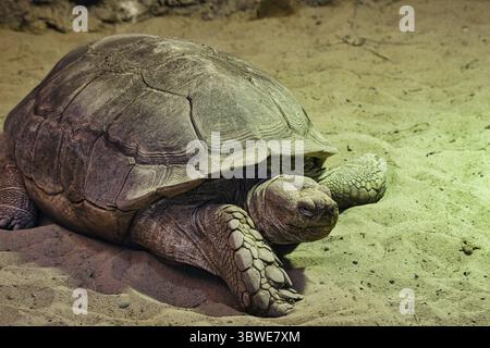 tartaruga sulle rocce, natura Foto Stock