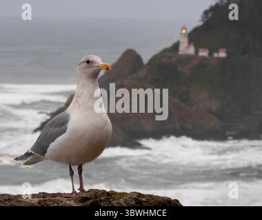 5 gennaio 2021, Firenze, OREGON, Stati Uniti: Un gabbiano sorge su una sporgenza che si affaccia sul faro di Heceta Head e sull'Oceano Pacifico vicino a Firenze, sulla costa centrale dell'Oregon. Il National Weather Service ha emesso una consulenza per l'alta surf per la zona. Fino a mercoledì si possono prevedere onde che si infrangono per circa 22 metri. Costruito nel 1894, il faro di 56 piedi brilla un fascio visibile per 39 km (21 miglia nautiche), il che lo rende la luce più forte sulla costa dell'Oregon. (Immagine di credito: © Robin Loznak/ZUMA Wire) Foto Stock