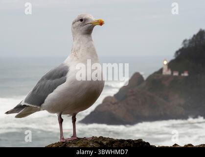 5 gennaio 2021, Firenze, OREGON, Stati Uniti: Un gabbiano sorge su una sporgenza che si affaccia sul faro di Heceta Head e sull'Oceano Pacifico vicino a Firenze, sulla costa centrale dell'Oregon. Il National Weather Service ha emesso una consulenza per l'alta surf per la zona. Fino a mercoledì si possono prevedere onde che si infrangono per circa 22 metri. Costruito nel 1894, il faro di 56 piedi brilla un fascio visibile per 39 km (21 miglia nautiche), il che lo rende la luce più forte sulla costa dell'Oregon. (Immagine di credito: © Robin Loznak/ZUMA Wire) Foto Stock