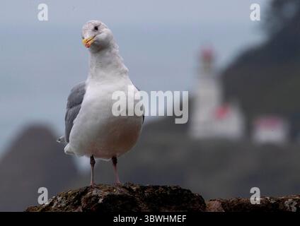 5 gennaio 2021, Firenze, OREGON, Stati Uniti: Un gabbiano sorge su una sporgenza che si affaccia sul faro di Heceta Head e sull'Oceano Pacifico vicino a Firenze, sulla costa centrale dell'Oregon. Il National Weather Service ha emesso una consulenza per l'alta surf per la zona. Fino a mercoledì si possono prevedere onde che si infrangono per circa 22 metri. Costruito nel 1894, il faro di 56 piedi brilla un fascio visibile per 39 km (21 miglia nautiche), il che lo rende la luce più forte sulla costa dell'Oregon. (Immagine di credito: © Robin Loznak/ZUMA Wire) Foto Stock