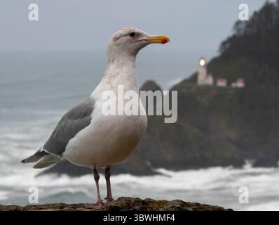 5 gennaio 2021, Firenze, OREGON, Stati Uniti: Un gabbiano sorge su una sporgenza che si affaccia sul faro di Heceta Head e sull'Oceano Pacifico vicino a Firenze, sulla costa centrale dell'Oregon. Il National Weather Service ha emesso una consulenza per l'alta surf per la zona. Fino a mercoledì si possono prevedere onde che si infrangono per circa 22 metri. Costruito nel 1894, il faro di 56 piedi brilla un fascio visibile per 39 km (21 miglia nautiche), il che lo rende la luce più forte sulla costa dell'Oregon. (Immagine di credito: © Robin Loznak/ZUMA Wire) Foto Stock