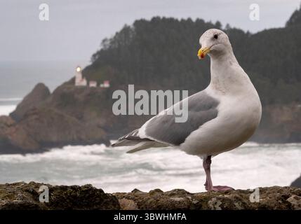 5 gennaio 2021, Firenze, OREGON, Stati Uniti: Un gabbiano sorge su una sporgenza che si affaccia sul faro di Heceta Head e sull'Oceano Pacifico vicino a Firenze, sulla costa centrale dell'Oregon. Il National Weather Service ha emesso una consulenza per l'alta surf per la zona. Fino a mercoledì si possono prevedere onde che si infrangono per circa 22 metri. Costruito nel 1894, il faro di 56 piedi brilla un fascio visibile per 39 km (21 miglia nautiche), il che lo rende la luce più forte sulla costa dell'Oregon. (Immagine di credito: © Robin Loznak/ZUMA Wire) Foto Stock