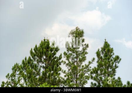 Lussureggianti cime di pini verdi (Pinus) che raggiungono un cielo luminoso e parzialmente nuvoloso. Uno sfondo naturale sereno con foglie di conifere fresche. Foto Stock