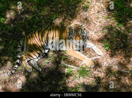 La tigre Amur femminile si trova sul pavimento della foresta di Primorsky Krai, mescolandosi all'ombra e all'erba. Un simbolo di forza e grazia nel selvaggio Estremo Oriente russo. Foto Stock