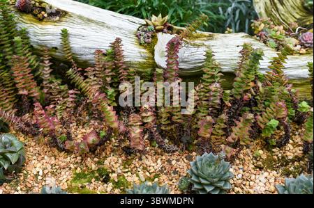 Crassula perforata, nota come stringa di bottoni, con foglie a spirale impilate in tonalità verde e rosso, che crescono in un letto roccioso da giardino con accenti di legno Foto Stock