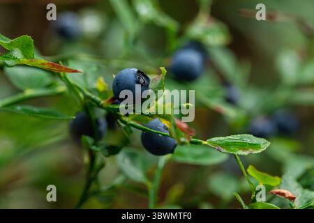 Mirtilli succosi maturi su steli verdi, fotografati in un ambiente boschivo umido, un'immagine dettagliata perfetta per la salute, il cibo o per scopi botanici Foto Stock