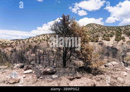 26 giugno 2021, Moab, Utah, Stati Uniti: Un pino pinyon parzialmente bruciato, bruciato nell'incendio di Pack Creek nella Manti-la Sal National Forest vicino a Moab, Utah. (Immagine di credito: © Jon G. Fuller/VW Pics tramite filo ZUMA) Foto Stock