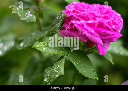 Primo piano di una rosa vivace con gocce di pioggia sui petali e le foglie verdi circostanti, catturate dopo le piogge. Foto Stock