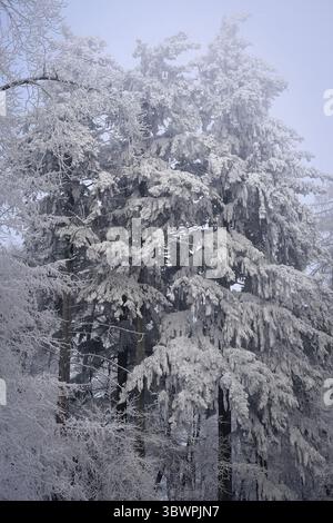 Le conifere innevate si ergono alte in una nebbiosa foresta invernale, con i loro rami ricoperti di ghiaccio. Foto Stock