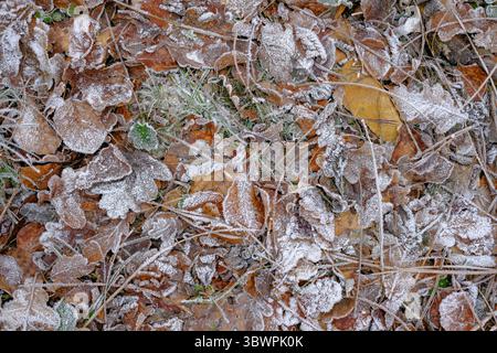 Foglie autunnali ricoperte di gelo e erba a terra in una fredda mattina d'inverno. Foto Stock