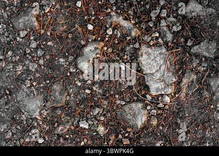 Primo piano di un terreno boschivo ricoperto di pietre, aghi di pino e terreno. Consistenza naturale che mostra un mix di elementi organici e minerali. Foto Stock