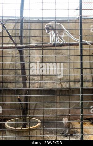 13 luglio 2025, Bangkok, Thailandia: Una vista all'interno di una gabbia con scimmie e un ramo di albero morto in un vaso allo zoo di Pata nel grande magazzino Pata Pinklao. Il PATA Zoo e' uno zoo al coperto eccentrico e vecchio di decenni situato al 6° e 7° piano del Pata Pinklao Department Store. Inaugurato nel 1983, ospita una varietà di animali, tra cui Bua noi, l'ultimo gorilla della Thailandia che ha vissuto in un piccolo recinto di cemento per oltre 30 anni. Lo zoo è stato a lungo criticato dai sostenitori del benessere degli animali per il suo ambiente ristretto e innaturale e la mancanza di un adeguato arricchimento o habitat naturali. Organizzazioni come PE Foto Stock