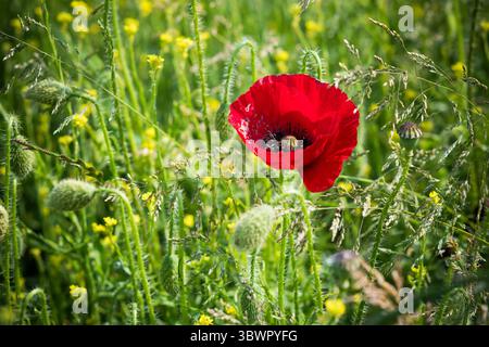 Papavero rosso brillante nel verde rigoglioso del sottobosco Foto Stock