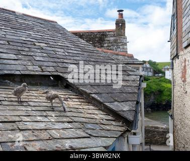 i pulcini di gabbiano sul vecchio tetto di ardesia a port isaac, alias portwenne, aspettano che la mamma torni con del cibo Foto Stock