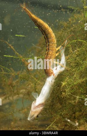 Dytiscus (Dytiscus dimidiatus) dalle corna spesse, larva che preda un giovane pesce bianco, Germania Foto Stock