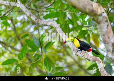 Toucan con becco di chiglia, toucan con petto di zolfo, toucan di chiglia, toucan con becco arcobaleno (Ramphastos sulfuratus), si trova su una diramazione vicino alla foresta pluviale, Costa Rica Foto Stock